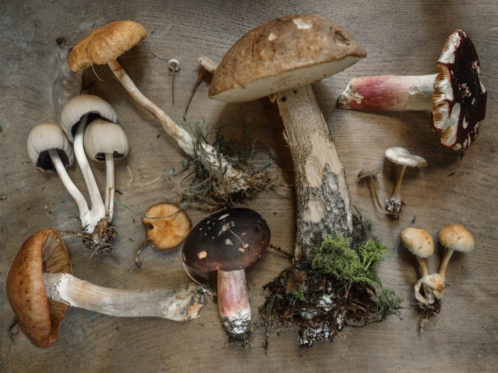 Почему нашему организму необходимы грибы зимой